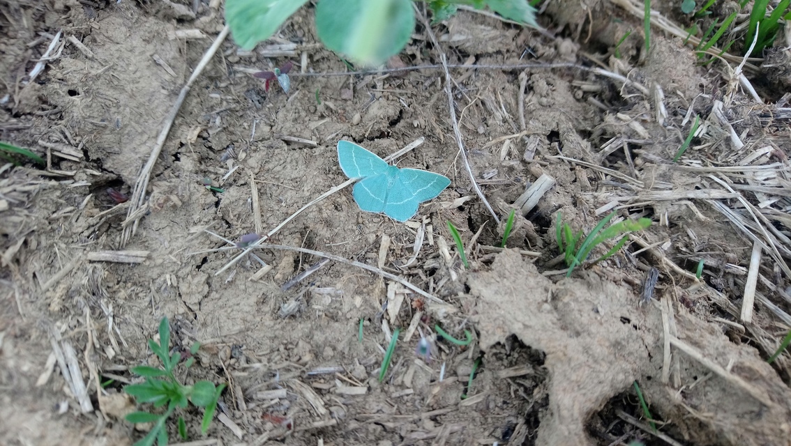 Chlorissa viridata - üdezöld araszoló