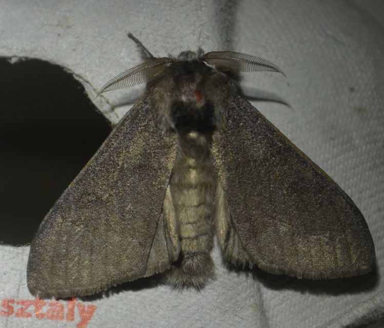 Calliteara pudibunda - hamvasszövő