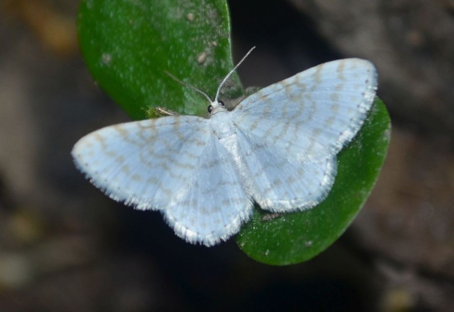 Asthena albulata - gyertyán-fehéraraszoló