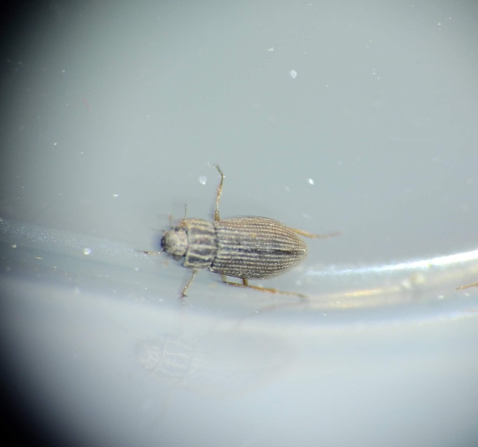 Helophorus