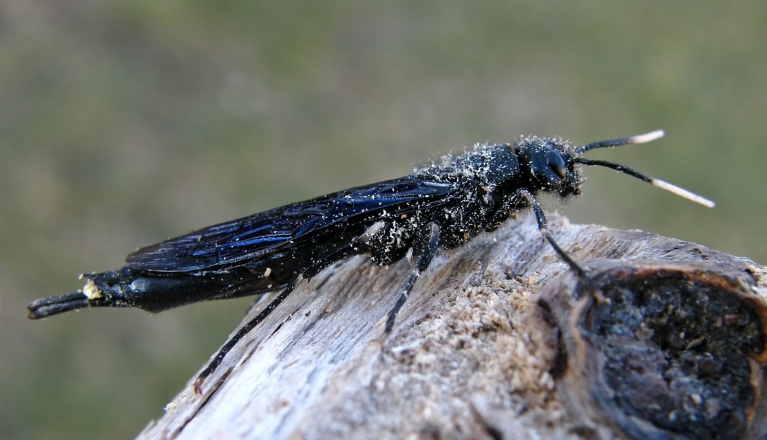 Tremex