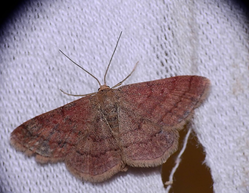 Scopula rubiginata - réti pirosaraszoló