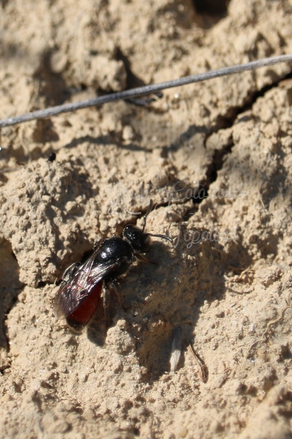Sphecodes