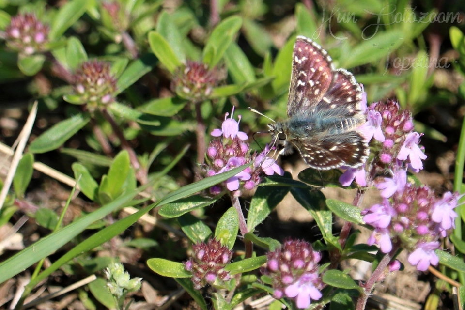 Spialia orbifer - törpe busalepke