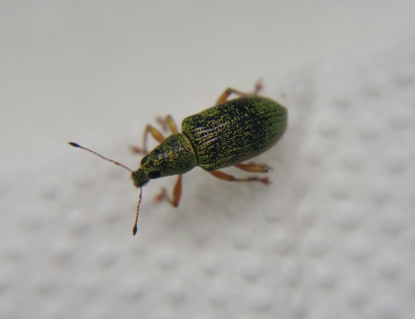 Polydrusus formosus - selymes lombormányos