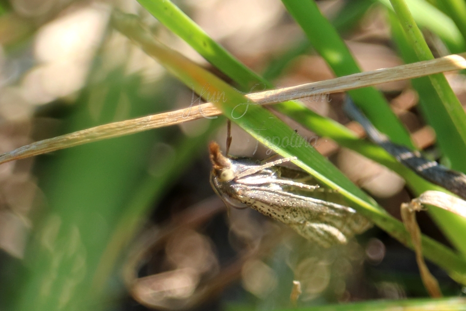 Thisanotia chrysonuchella - tavaszi fűgyökérmoly