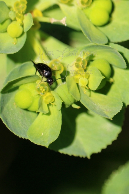 Mordellidae - marókafélék