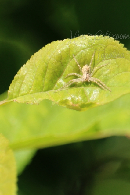 Philodromus