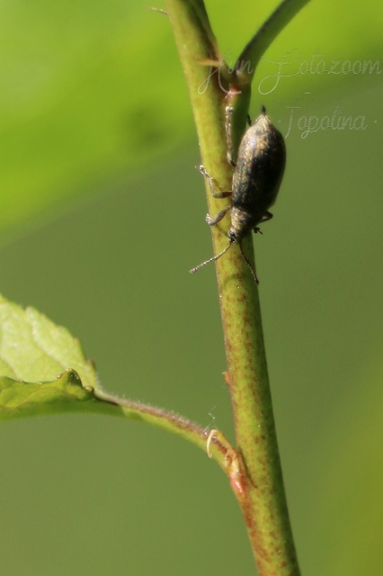 Phyllobius pyri - gyümölcsfa-levélormányos