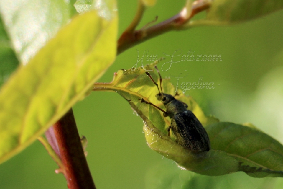 Phyllobius pyri - gyümölcsfa-levélormányos