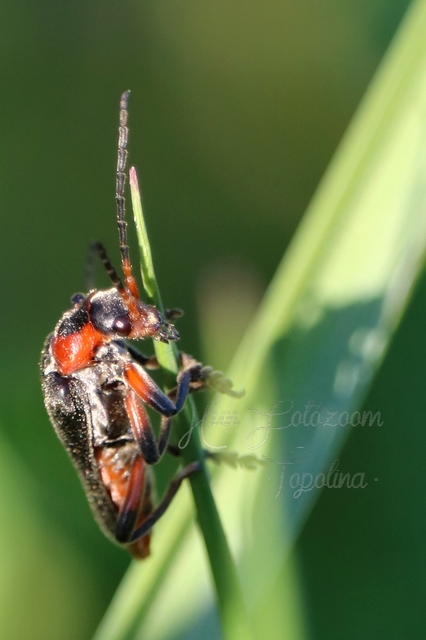 Cantharis rustica - suszterbogár