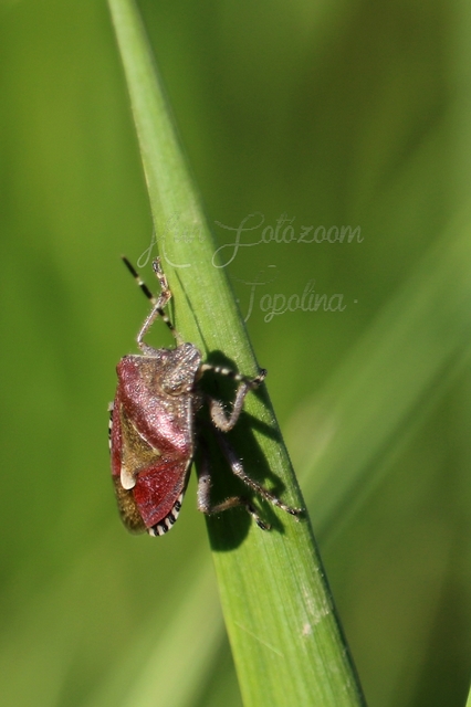 Dolycoris baccarum - közönséges bogyómászó-poloska