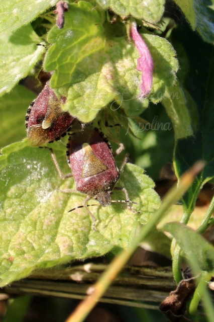 Dolycoris baccarum - közönséges bogyómászó-poloska