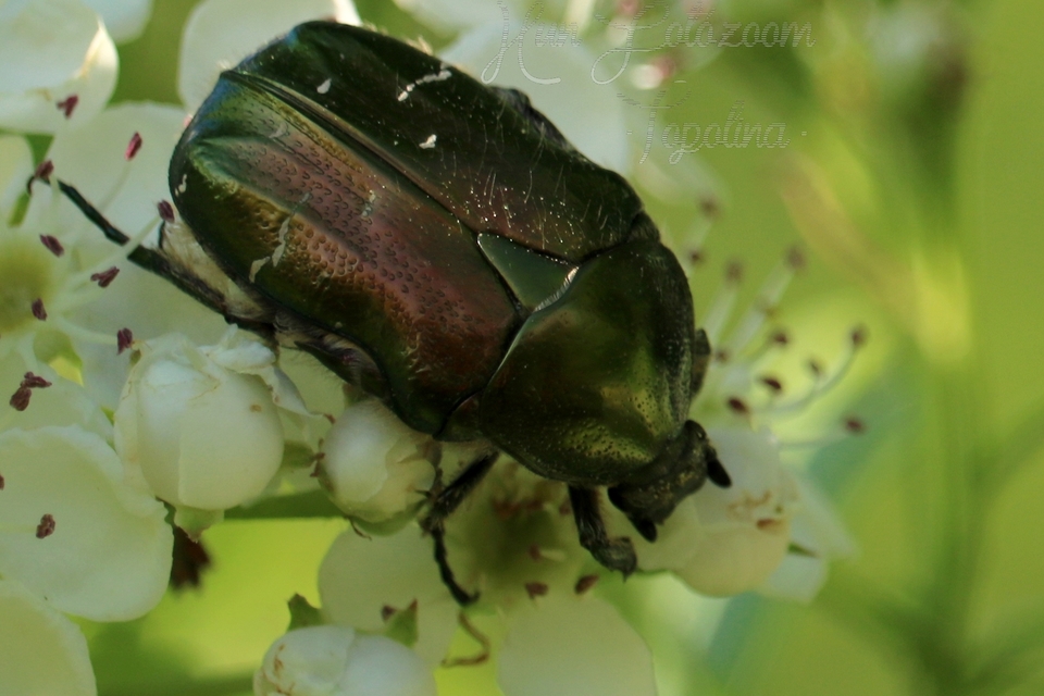 Cetonia aurata - aranyos virágbogár