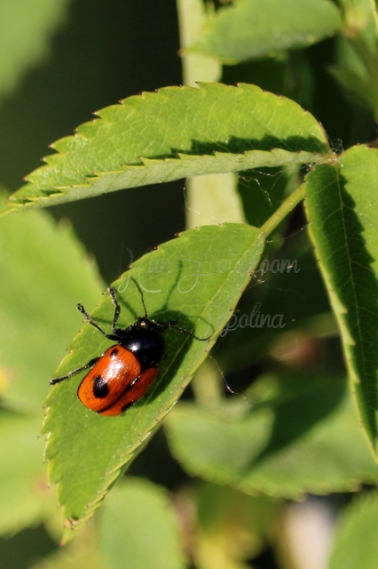 Cryptocephalus bipunctatus - kétpettyes zömökbogár