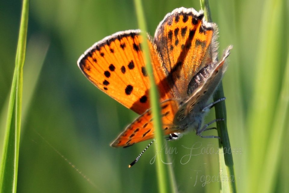 Lycaena thersamon - kis tűzlepke
