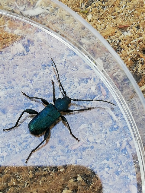 Callidium violaceum - kék korongcincér