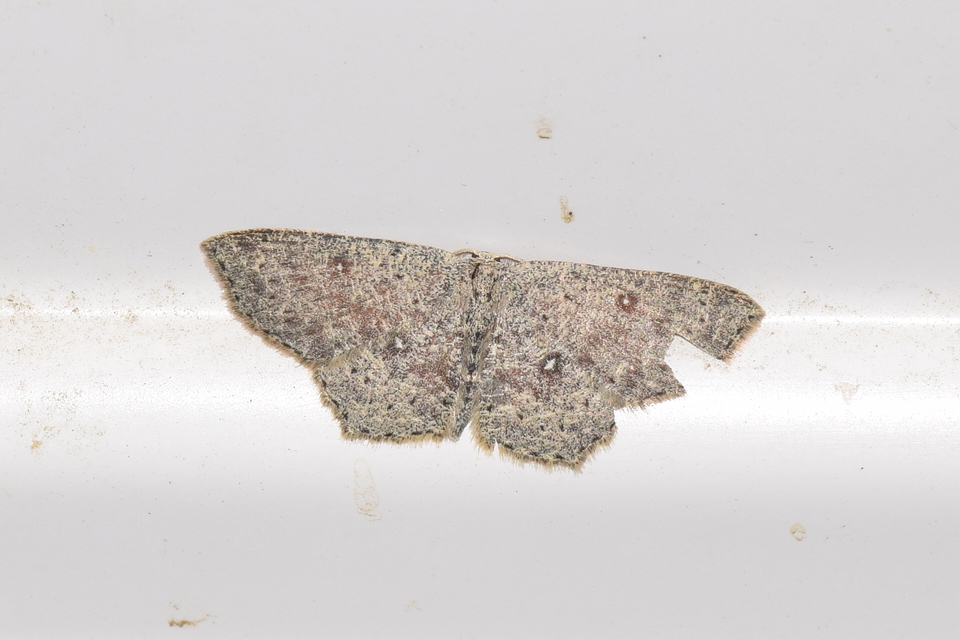 Cyclophora pendularia - fűzfa-pettyesaraszoló