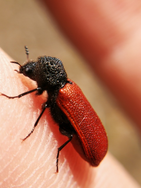 Bostrichus capucinus - piros csuklyásszú
