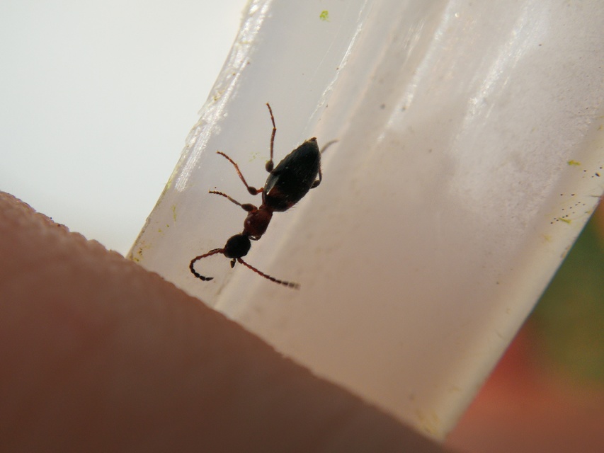 Anthelephila pedestris - hangyaszerű fürgebogár