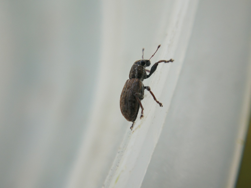 Sitona puncticollis - nagy csipkézőbogár