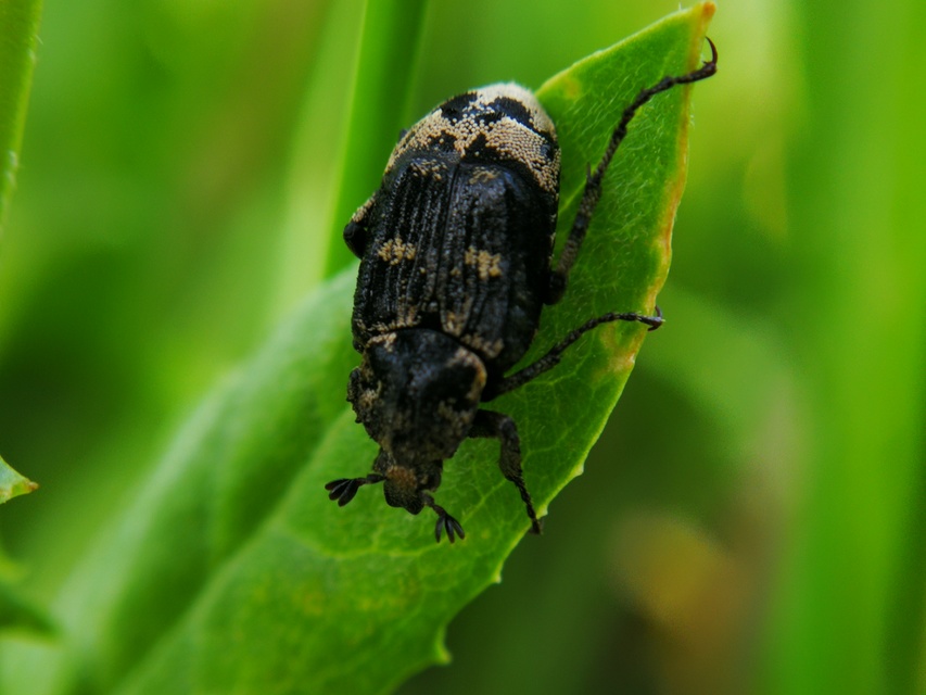 Valgus hemipterus - suta virágbogár