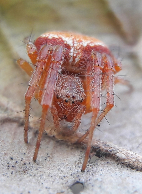 Araneus triguttatus - háromfoltos keresztespók
