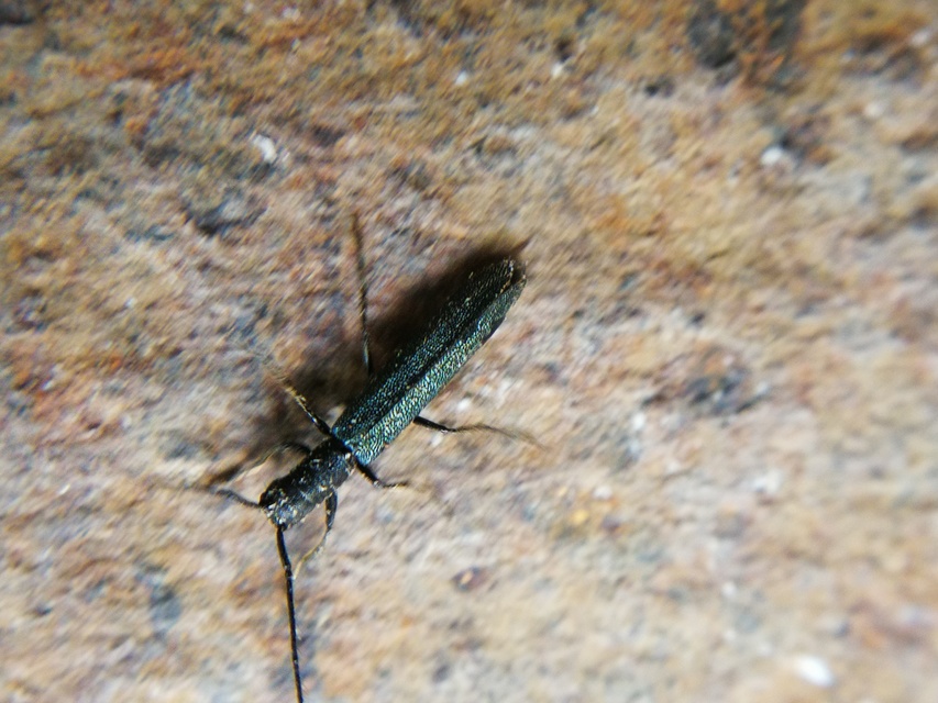 Theophilea subcylindricollis - hengeres szalmacincér