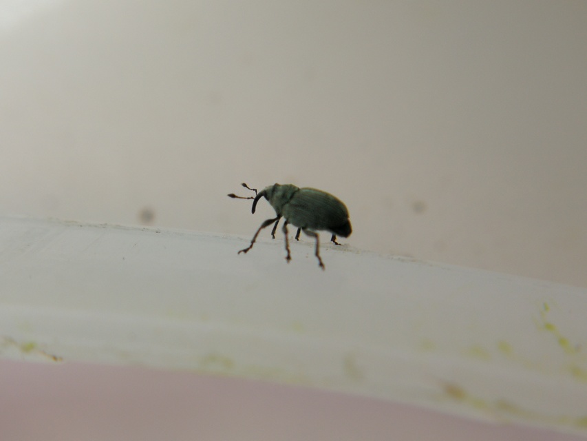 Tychius tibialis - fekete tímárormányos