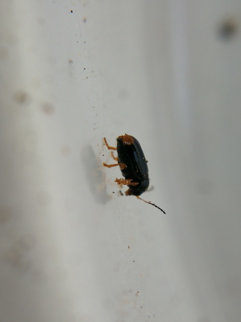 Cryptocephalus chrysopus - sárgavégű zömökbogár