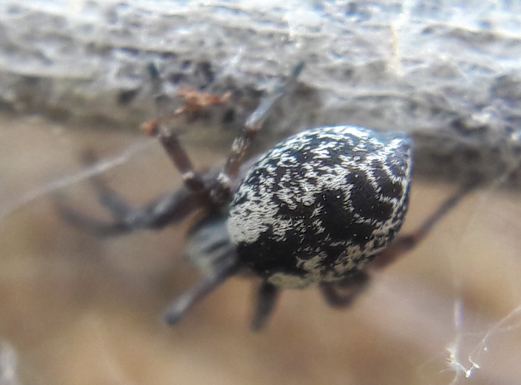 Dictyna uncinata