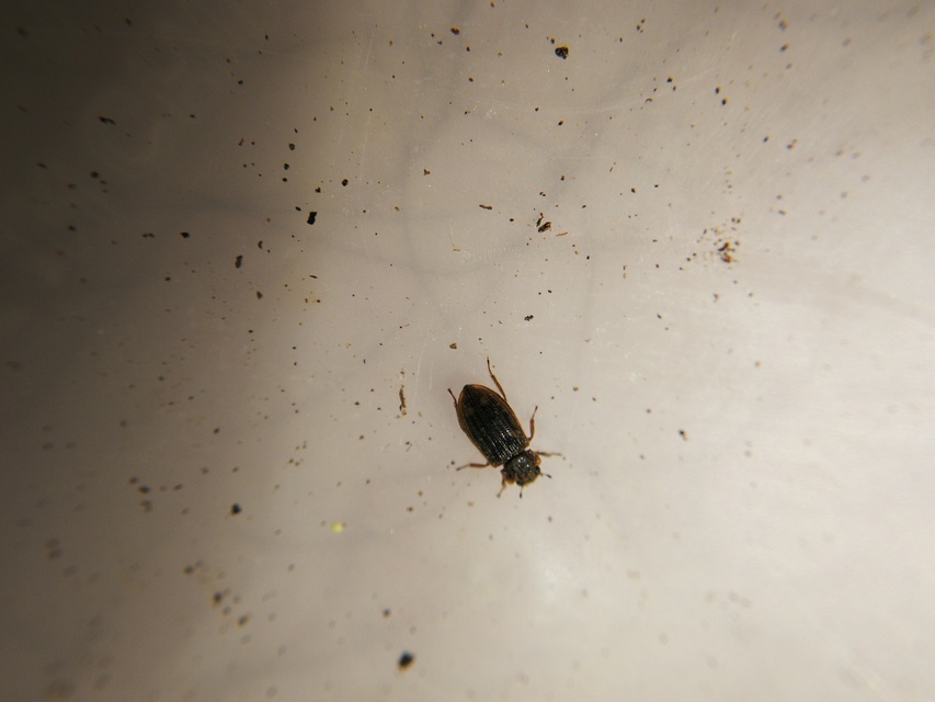 Helophorus