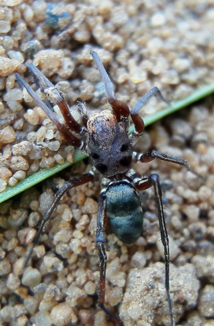 Micaria fulgens