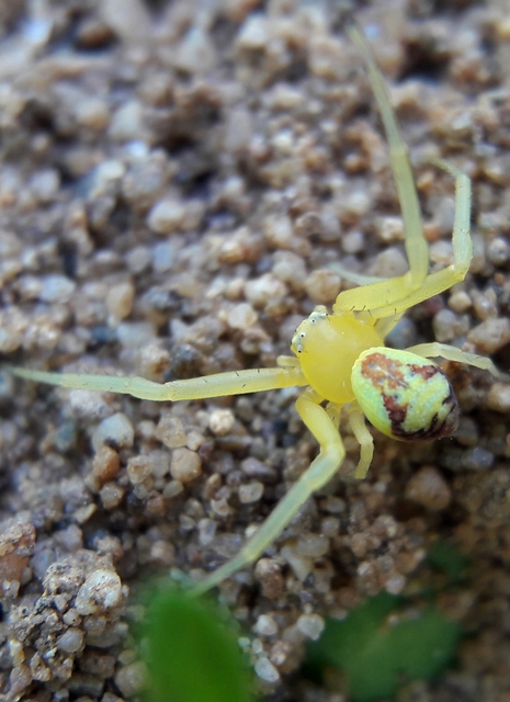 Ebrechtella tricuspidata - alakoskodó karolópók