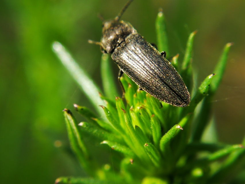 Cidnopus pilosus - szőrös pattanó