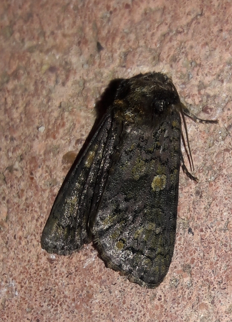 Craniophora ligustri - fagyalbagoly