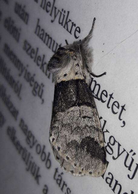 Furcula bifida - kis púposszövő