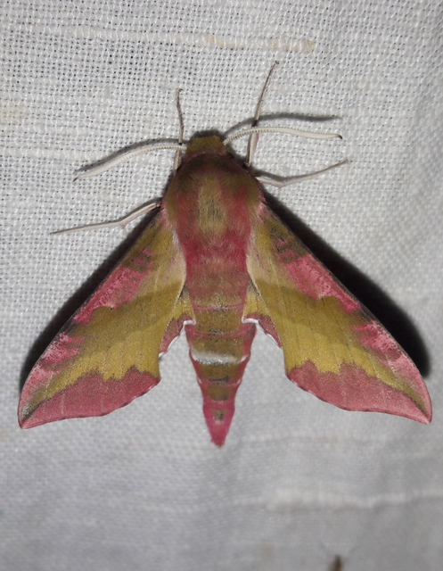 Deilephila porcellus - piros szender