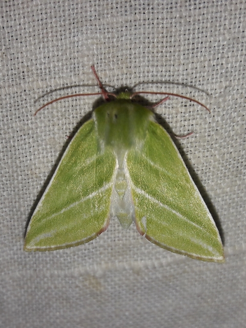 Pseudoips prasinana - bükkfa-zöldbagoly