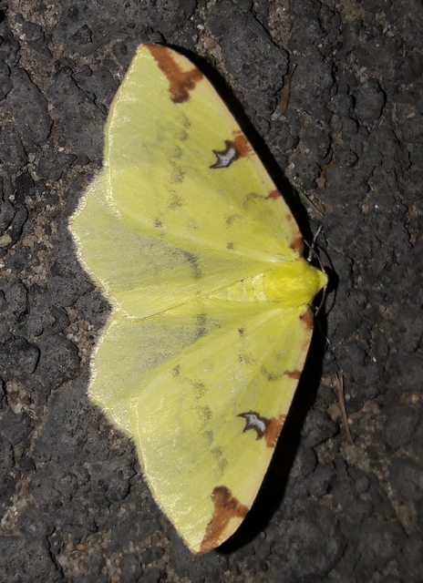 Opisthograptis luteolata - citromsárga araszoló