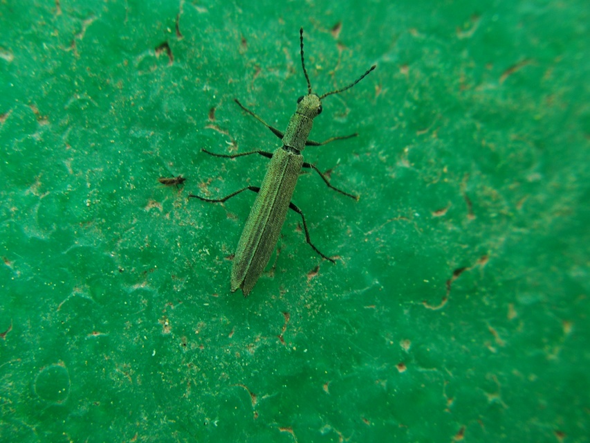 Dolichosoma lineare - ösztövér karimásbogár