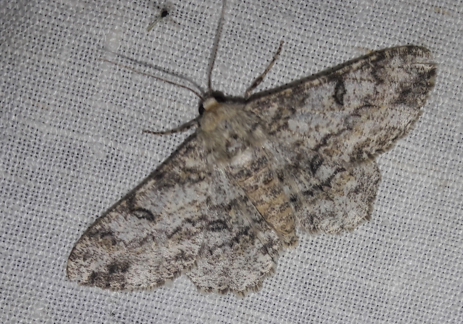Ascotis selenaria - holdas faaraszoló
