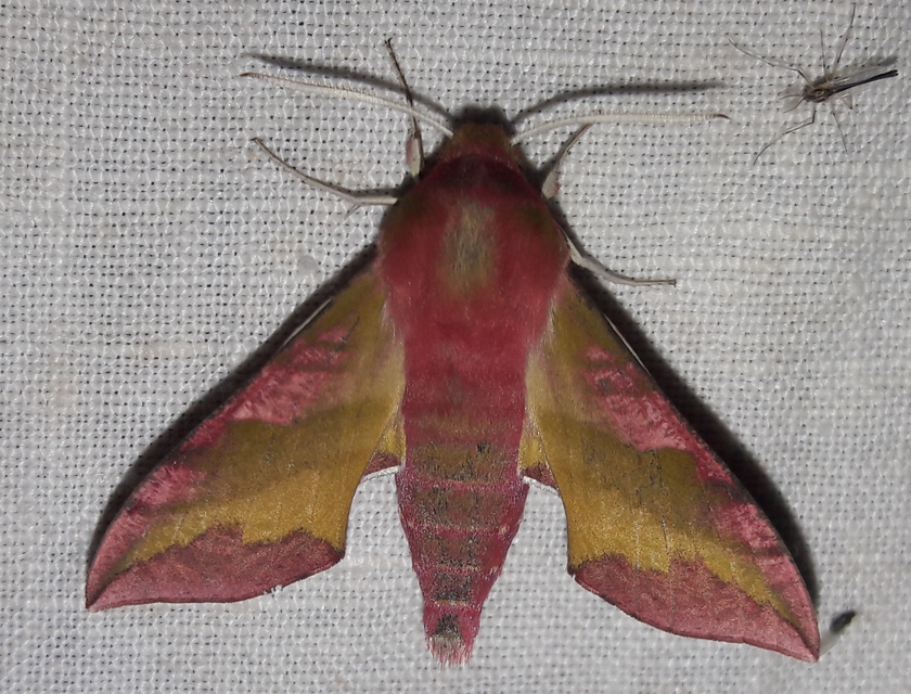 Deilephila porcellus - piros szender