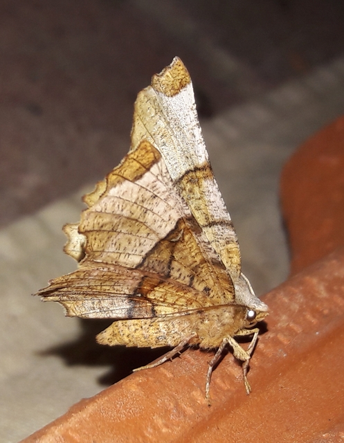 Selenia lunularia - egyfoltos holdasaraszoló