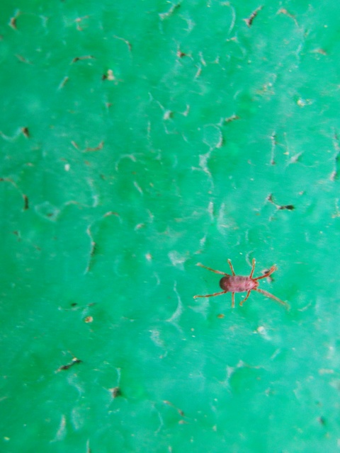 Erythraeidae