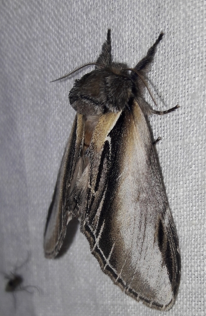 Pheosia tremula - nyárfa-púposszövő