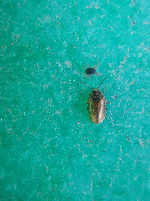 Scirtidae - rétbogárfélék