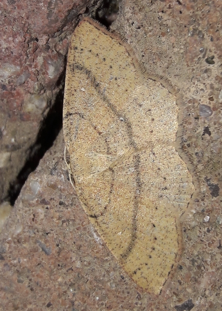 Cyclophora linearia - vonalas pettyesaraszoló