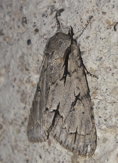 Acronicta cuspis/tridens/psi