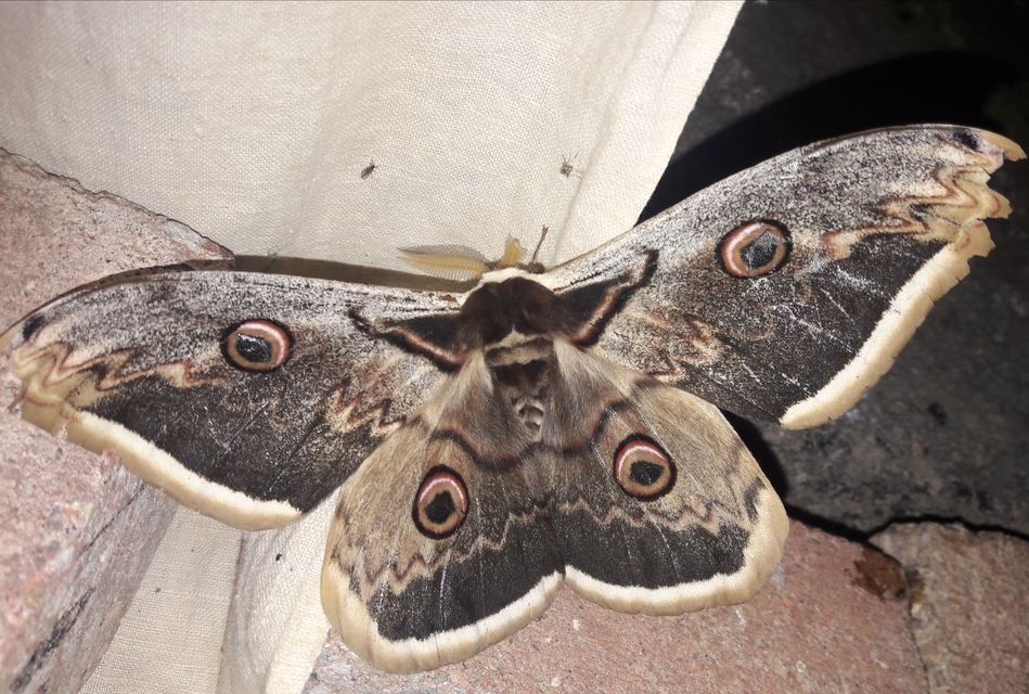Saturnia pyri - nagy pávaszem